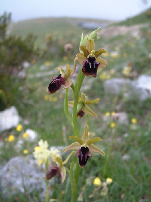 Ophrys promontorii